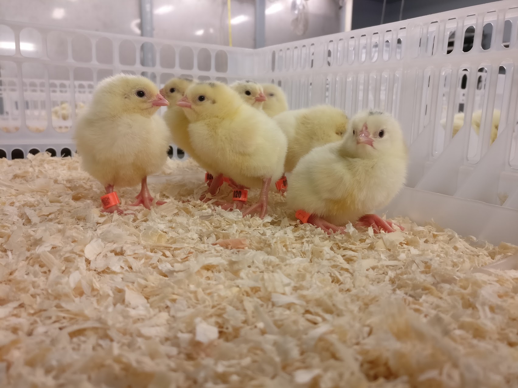 Picture of chicks I took during my first master thesis