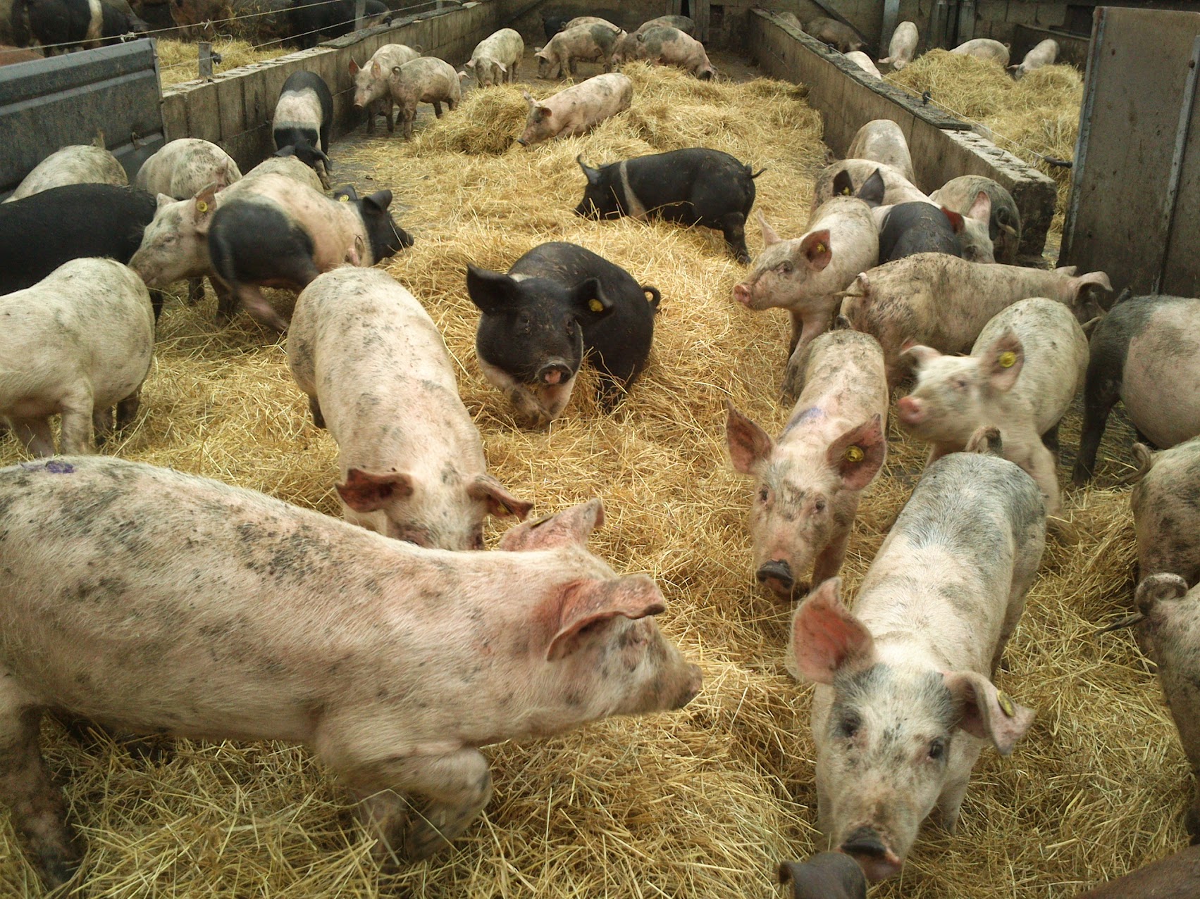 Picture of pigs I took during my 1st year internship